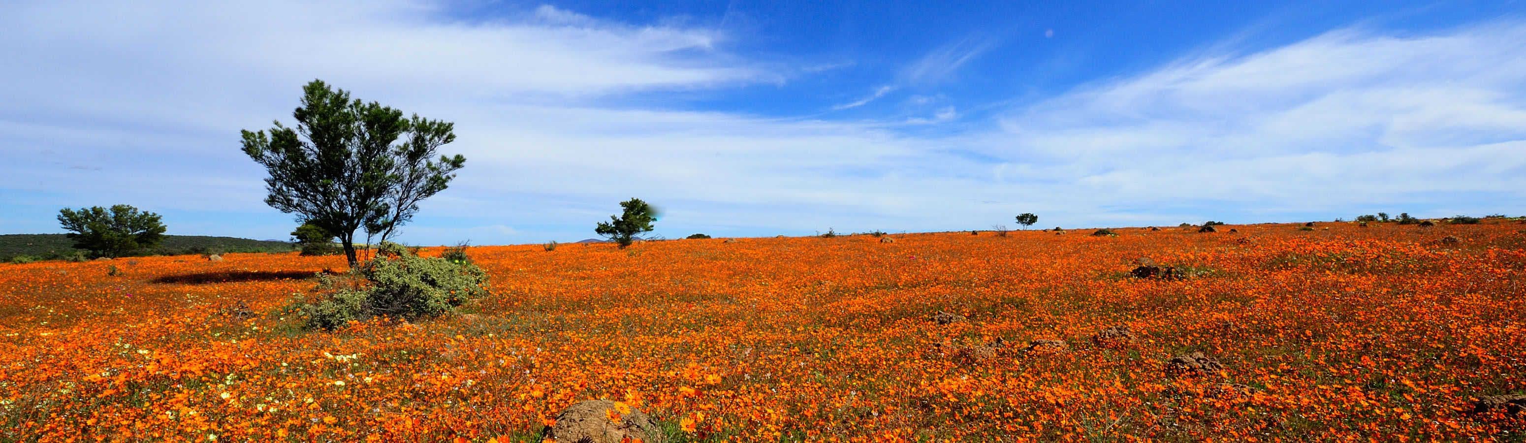 Namaqualand egy gyönyörű virágzó sivatag
