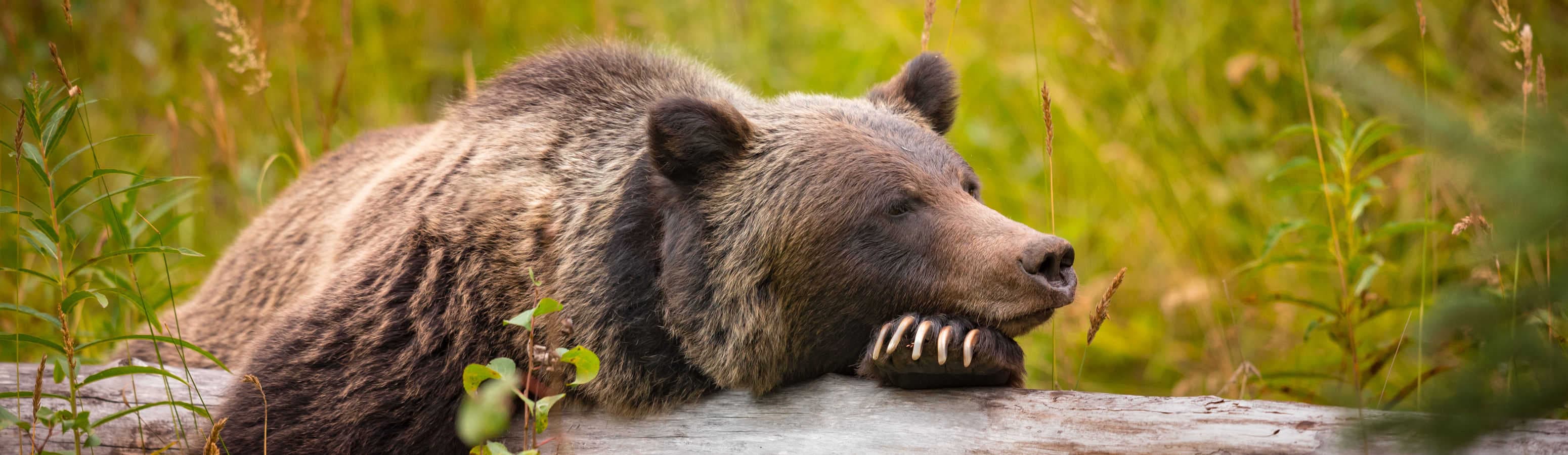 Несколько советов о том, как избежать встречи с медведем